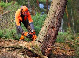 Reliable William Paterson University Of New Jersey, NJ Tree Services Solutions